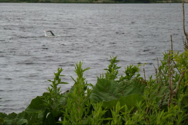 14 Juni 2014: Wandelen in de Vlietlanden om deze lange-afstandszwemmer in de gaten te houden (zie W11)